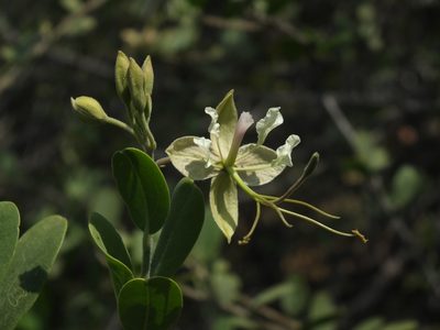 Cadaba fruticosa, photographed by Siddarth Machado