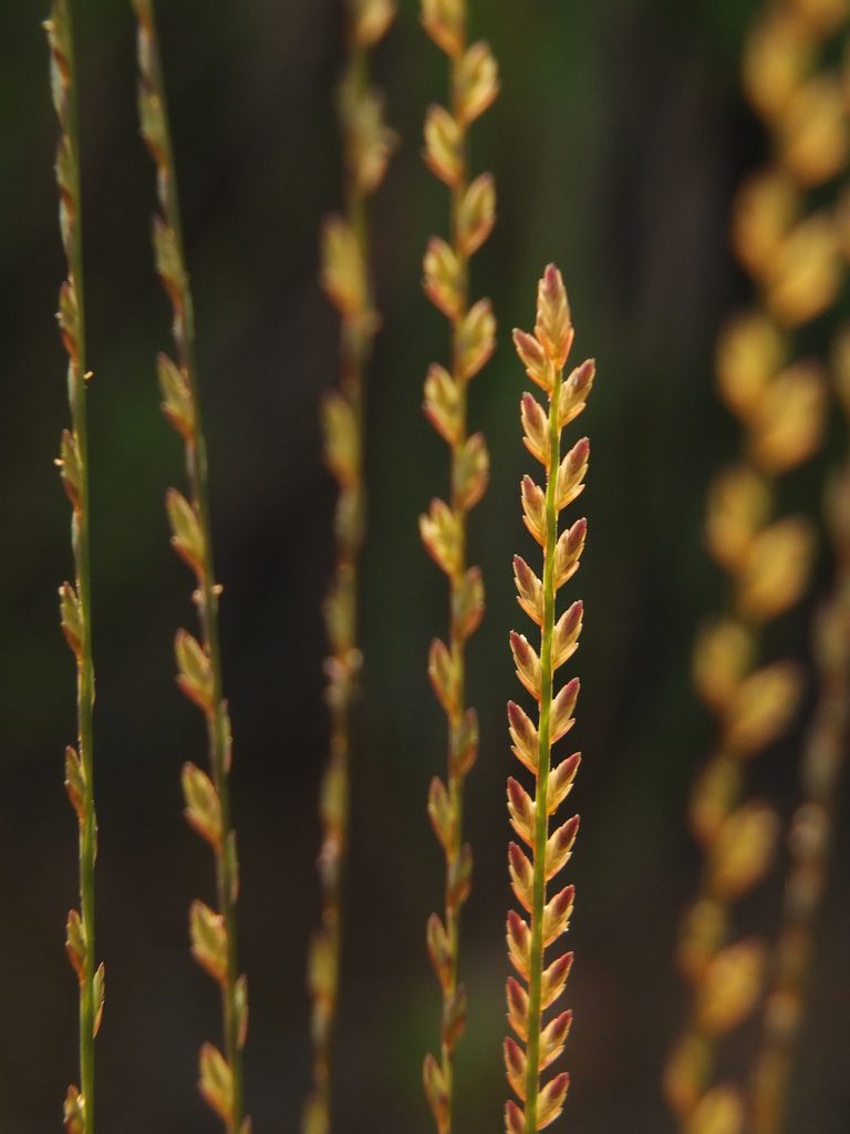 Eragrostiella bifaria, photographed by Siddarth Machado