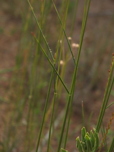 Eragrostiella bifaria, photographed by Siddarth Machado