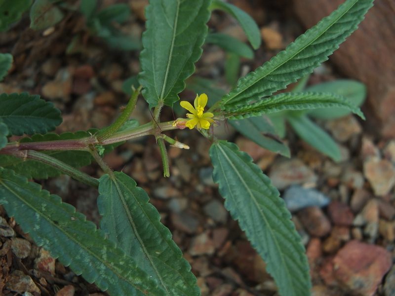Corchorus tridens, photographed by Siddarth Machado