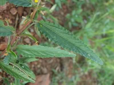 Corchorus tridens, photographed by Siddarth Machado