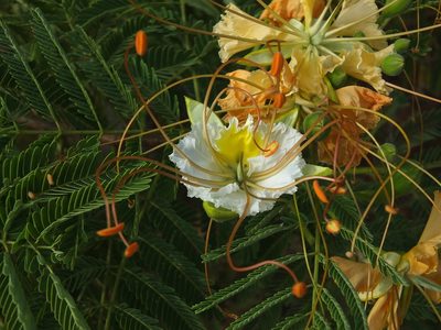 Delonix elata, photographed by Siddarth Machado