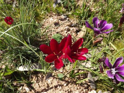 Geissorhiza erosa, photographed by James Deacon