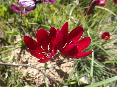 Geissorhiza erosa, photographed by James Deacon