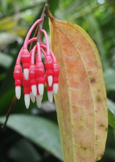Psammisia aberrans, photographed by John G. Phillips