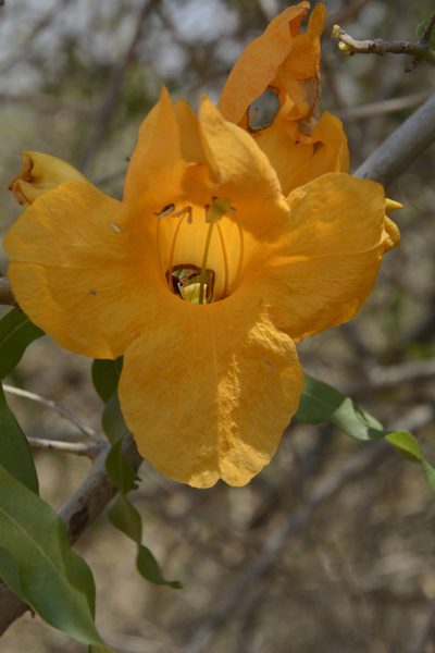 Tecomella undulata, photographed by Siddarth Machado