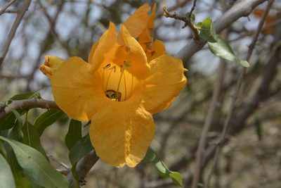 Tecomella undulata, photographed by Siddarth Machado