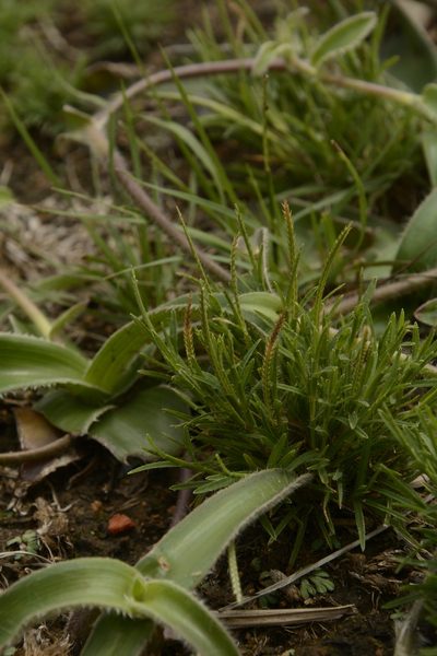 Oropetium thomaeum, photographed by Siddarth Machado
