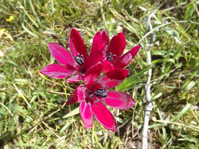 Babiana villosa, photographed by James Deacon