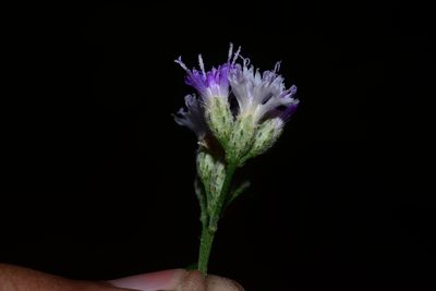 Acilepis divergens, photographed by S.MORE