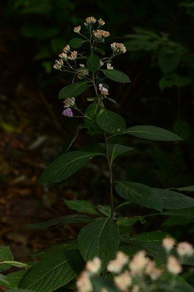 Acilepis divergens, photographed by S.MORE