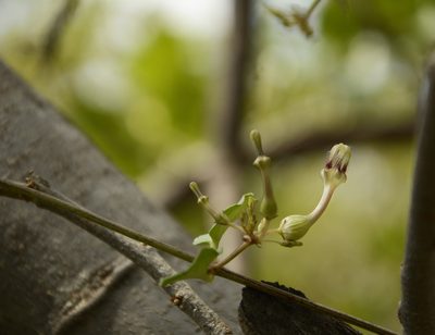 Ceropegia bulbosa, photographed by Siddarth Machado