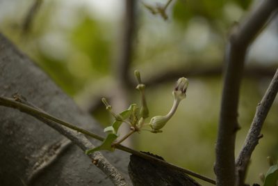 Ceropegia bulbosa, photographed by Siddarth Machado