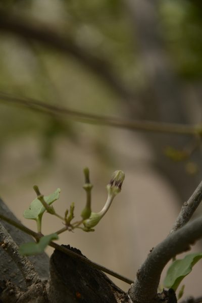Ceropegia bulbosa, photographed by Siddarth Machado