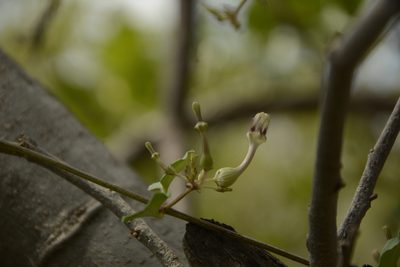 Ceropegia bulbosa, photographed by Siddarth Machado