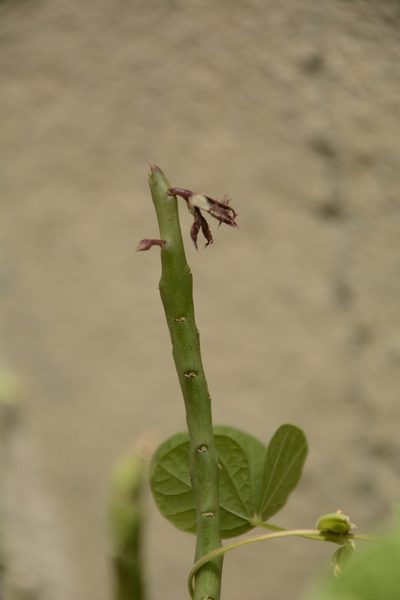 Caralluma adscendens, photographed by Siddarth Machado
