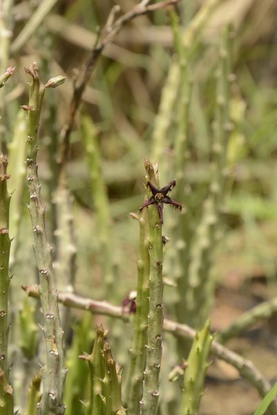 Caralluma adscendens, photographed by Siddarth Machado