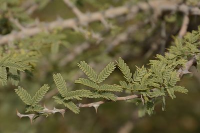 Prosopis cineraria, photographed by Siddarth Machado