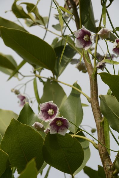 Oxystelma esculentum, photographed by Siddarth Machado