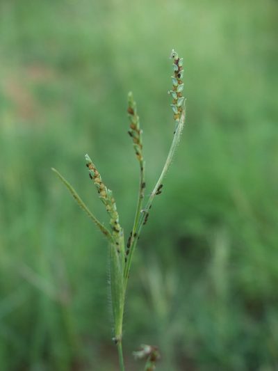 Hackelochloa granularis, photographed by Siddarth Machado