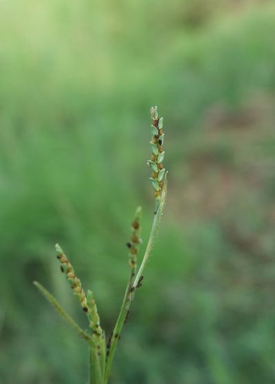 Hackelochloa granularis, photographed by Siddarth Machado