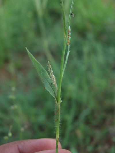 Hackelochloa granularis, photographed by Siddarth Machado