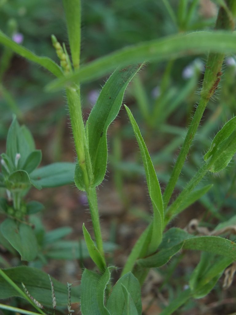 Hackelochloa granularis, photographed by Siddarth Machado