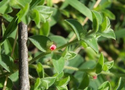 Indigofera cordifolia, photographed by Siddarth Machado