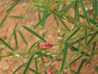 Indigofera linifolia, photographed by Siddarth Machado