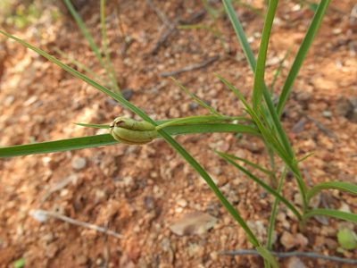 Iphigenia indica, photographed by Siddarth Machado