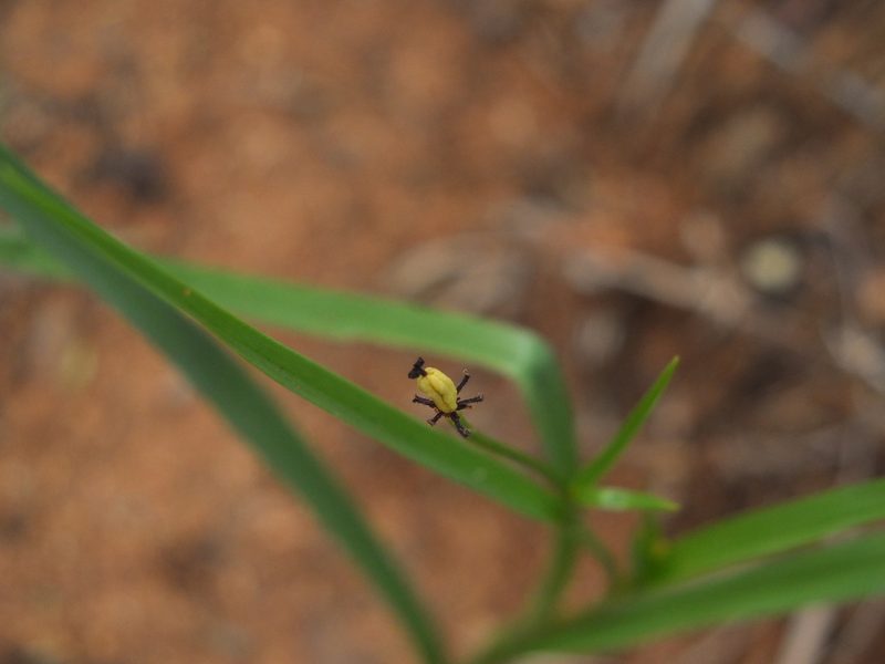 Iphigenia indica, photographed by Siddarth Machado