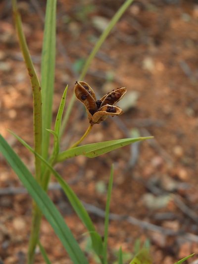 Iphigenia indica, photographed by Siddarth Machado
