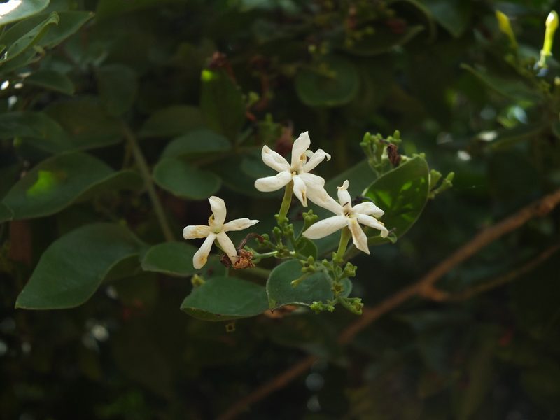 Jasminum auriculatum, photographed by Siddarth Machado