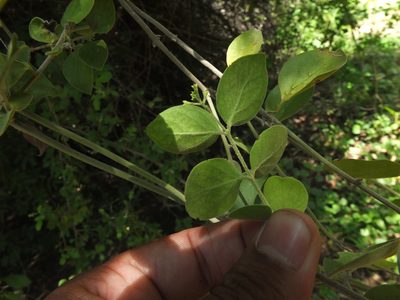 Jasminum auriculatum, photographed by Siddarth Machado
