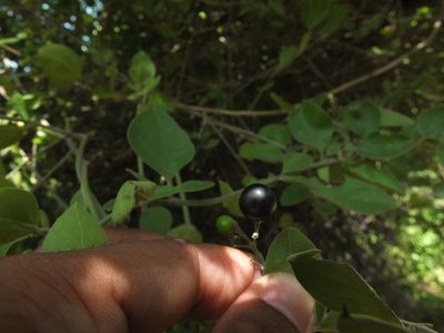 Jasminum auriculatum, photographed by Siddarth Machado