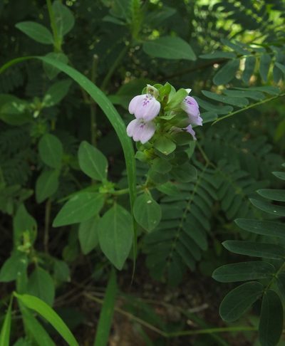 Justicia glauca, photographed by Siddarth Machado