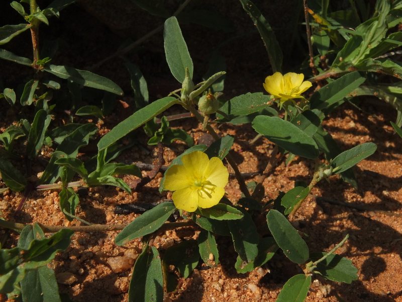 Melhania incana, photographed by Siddarth Machado