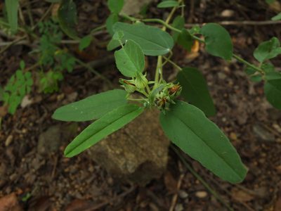 Melhania incana, photographed by Siddarth Machado