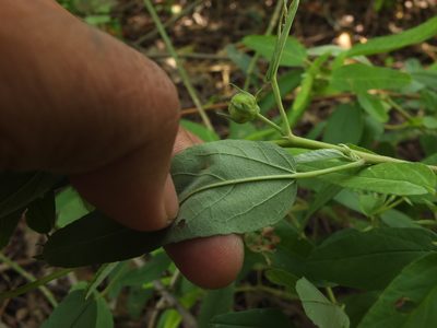 Melhania incana, photographed by Siddarth Machado