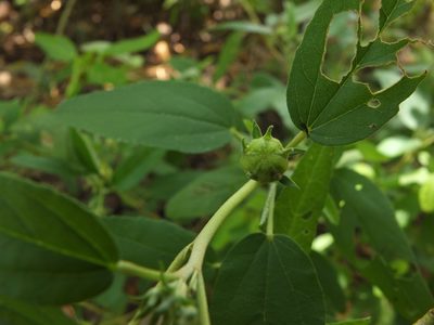Melhania incana, photographed by Siddarth Machado