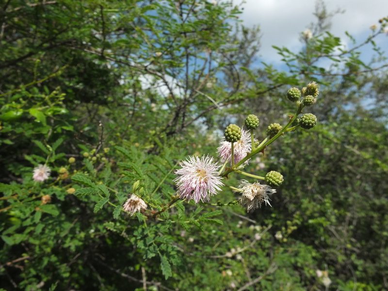Mimosa rubicaulis, photographed by Siddarth Machado