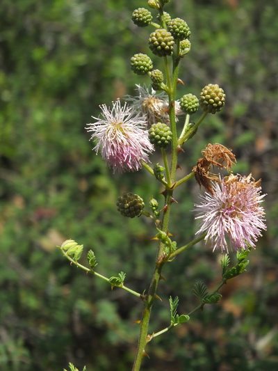 Mimosa rubicaulis, photographed by Siddarth Machado