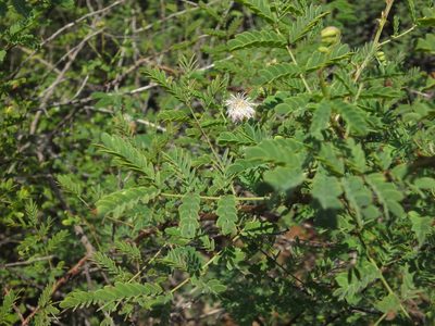 Mimosa rubicaulis, photographed by Siddarth Machado