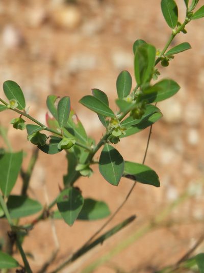 Phyllanthus maderaspatensis, photographed by Siddarth Machado