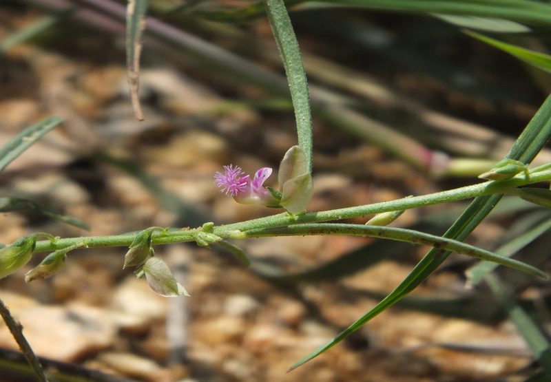 Polygala erioptera, photographed by Siddarth Machado