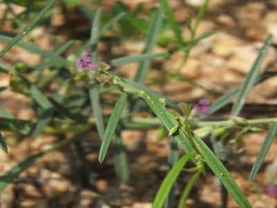 Polygala erioptera, photographed by Siddarth Machado