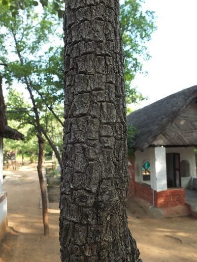Pterocarpus santalinus, photographed by Siddarth Machado