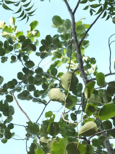 Pterocarpus santalinus, photographed by Siddarth Machado