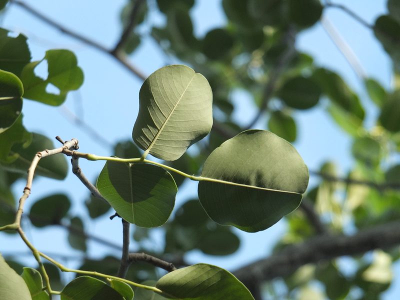Pterocarpus santalinus, photographed by Siddarth Machado