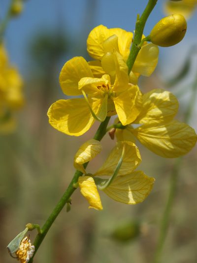 Senna alexandrina, photographed by Siddarth Machado